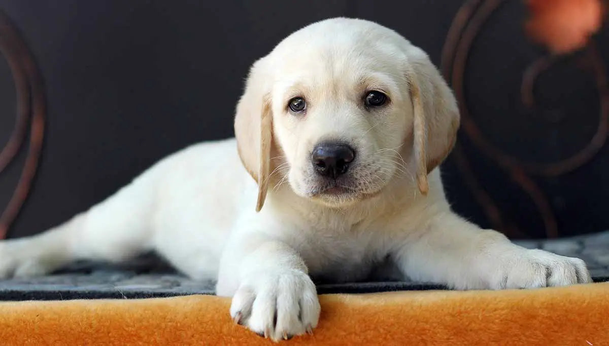 Lab Dog Prices in India