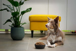 Pets Lifestyle The Evolution of Pet Order Online Platforms