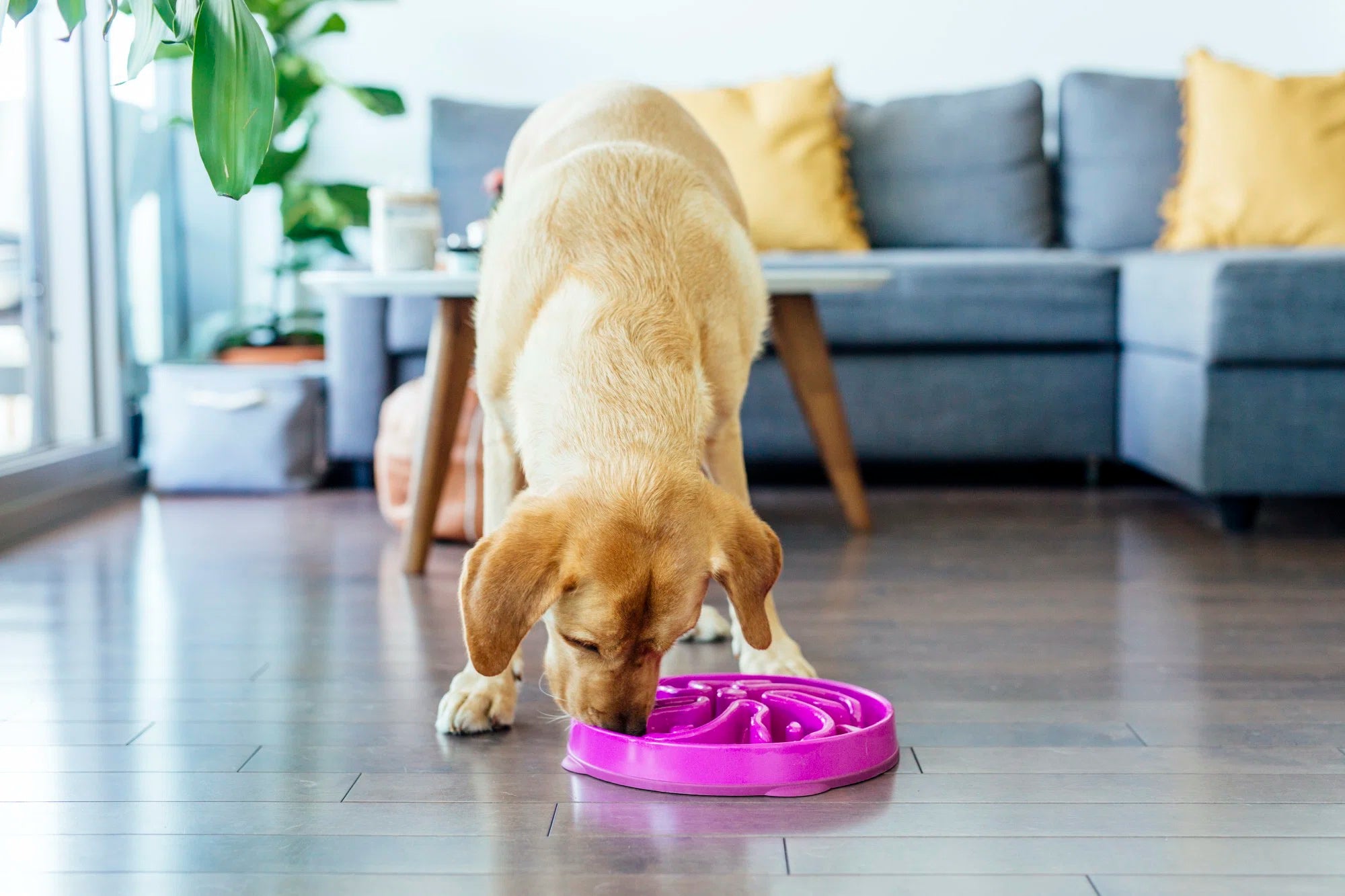 Slow Feeder Dog Bowls