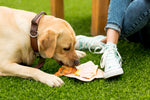 The Ultimate Guide to Choosing the Right Food for Your Dog