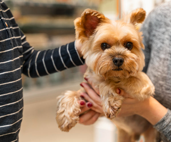 Top Dog Grooming in Bhopal Elevate Your Pet's Lifestyle with Expert Care