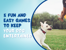 5 Fun and Easy Games to Keep Your Dog Entertained