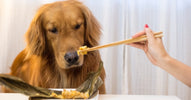 Best Dog Food for Golden Retrievers