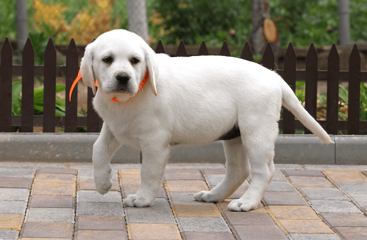 cost of labrador dog