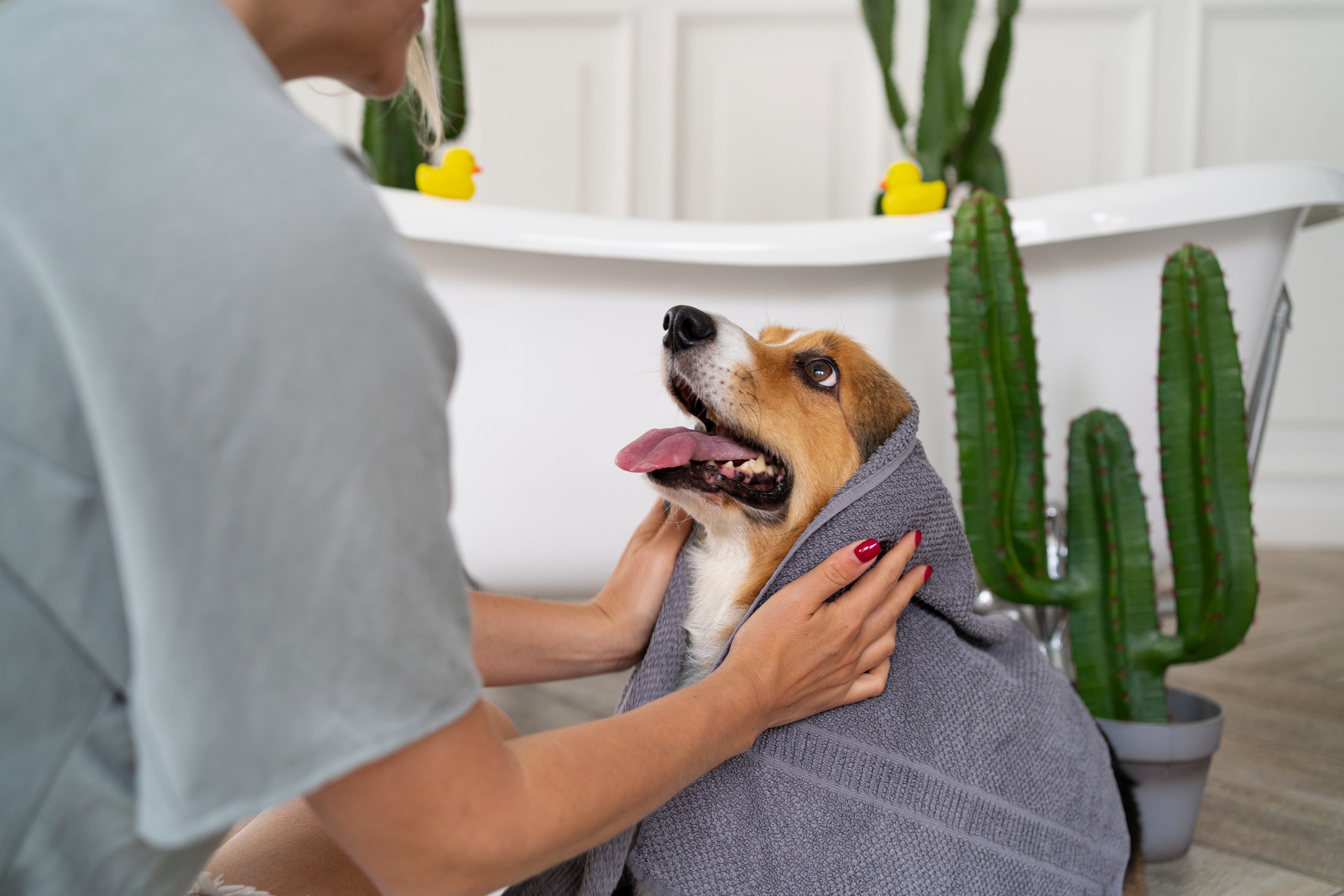 How do I choose a good dog groomer?