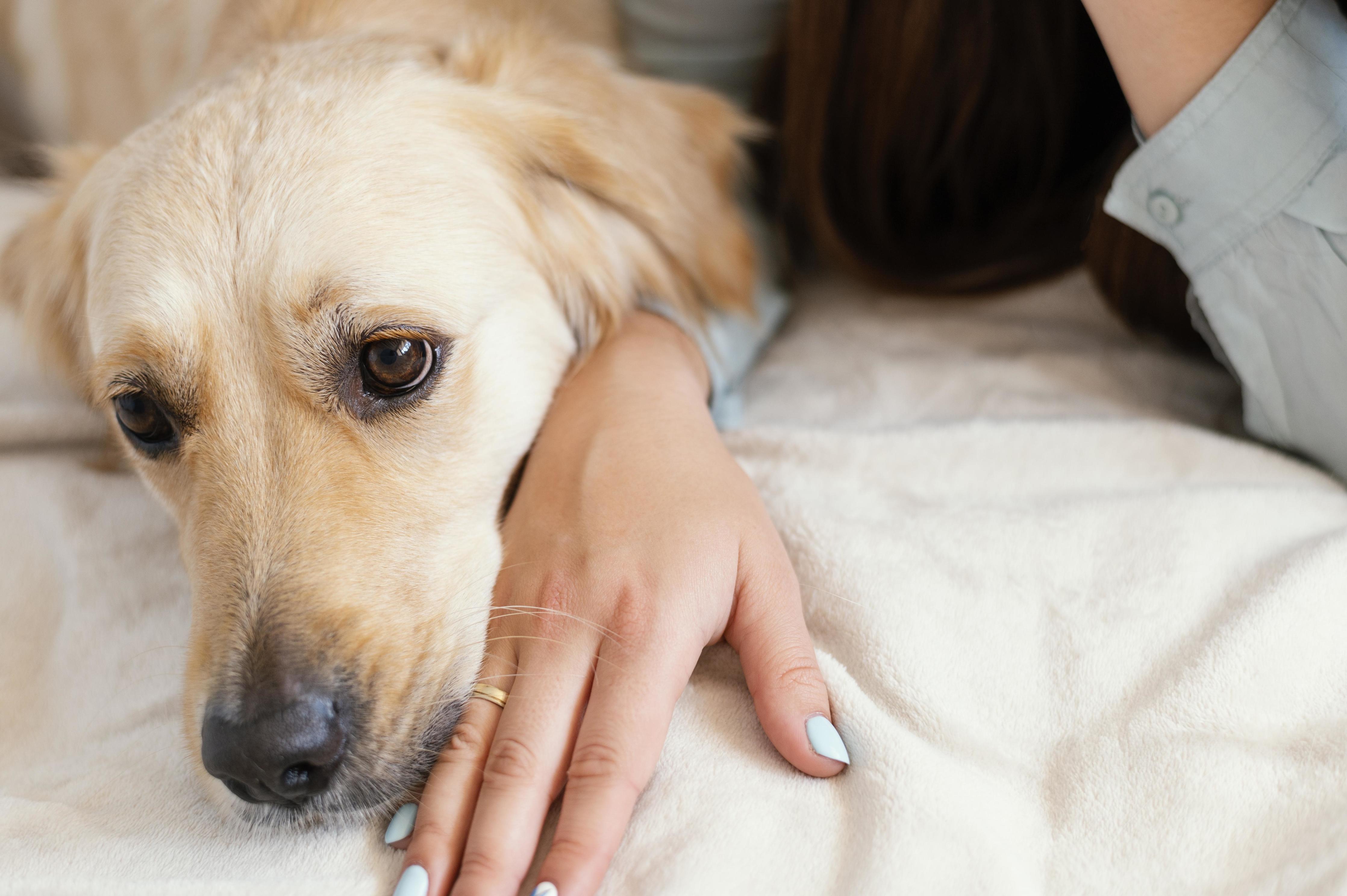 How To Help A Dog With Allergic Dermatitis