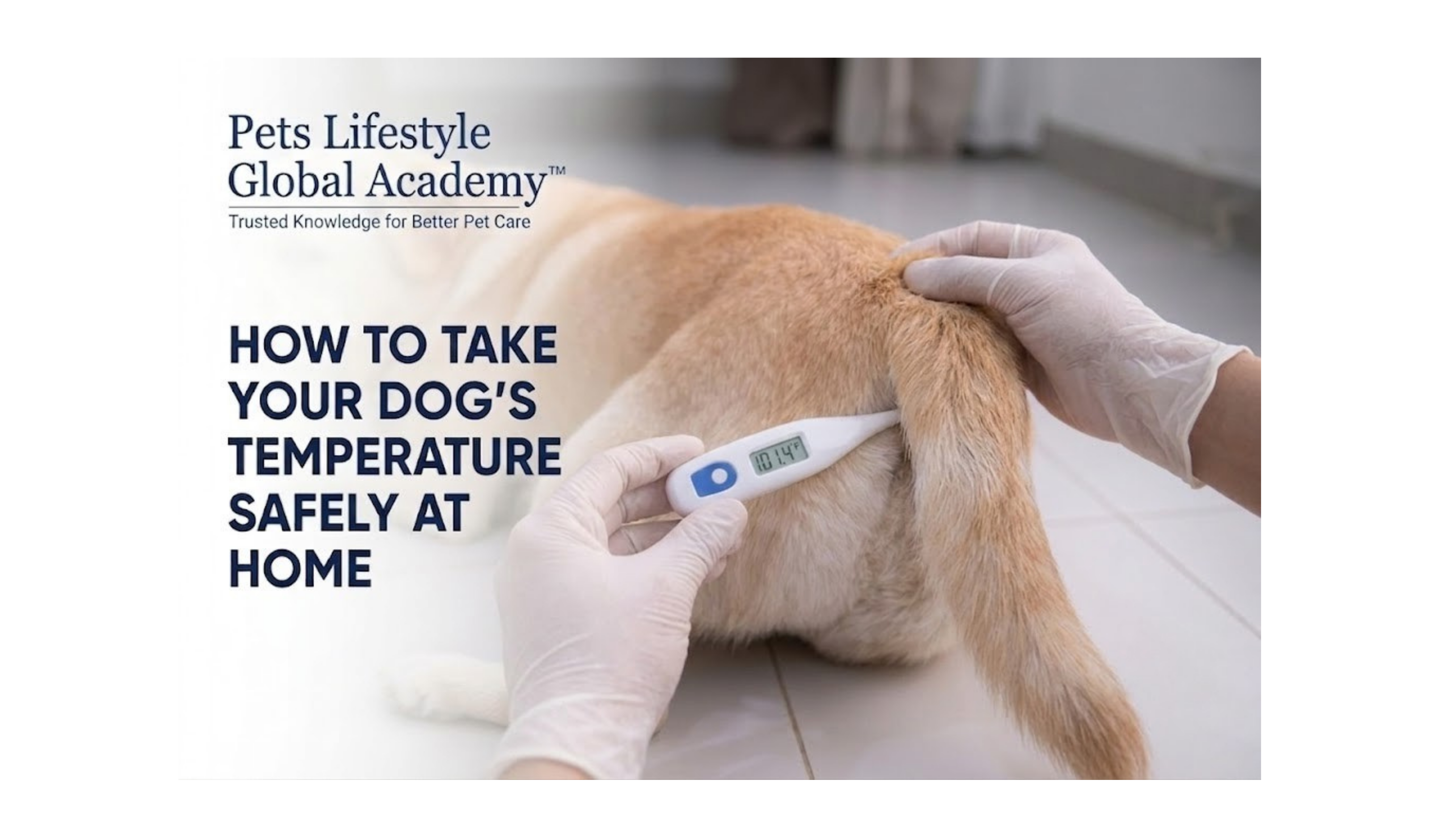 How to Take Your Dog’s Temperature Safely at Hom