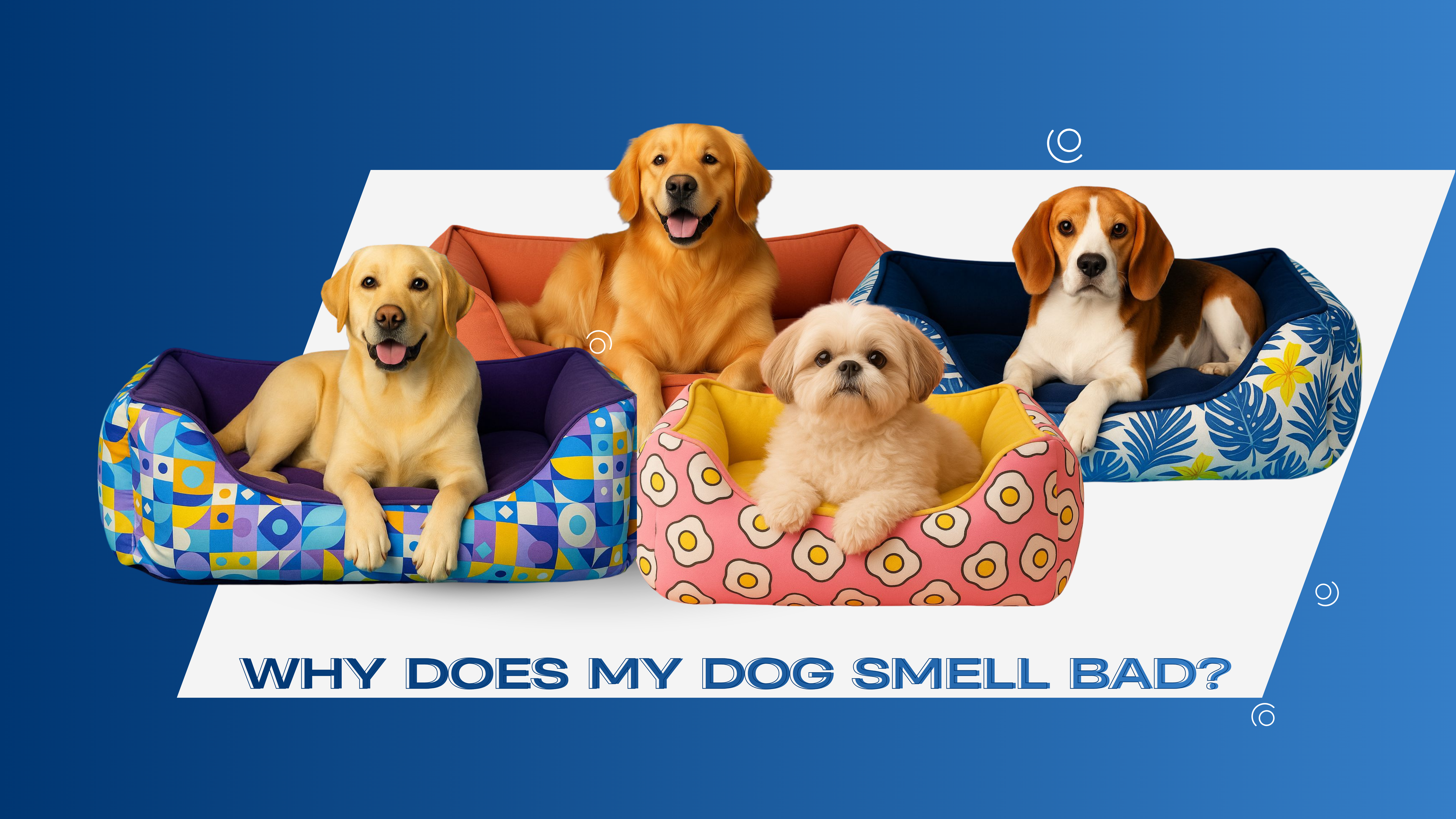 Why Does My Dog Smell Bad?