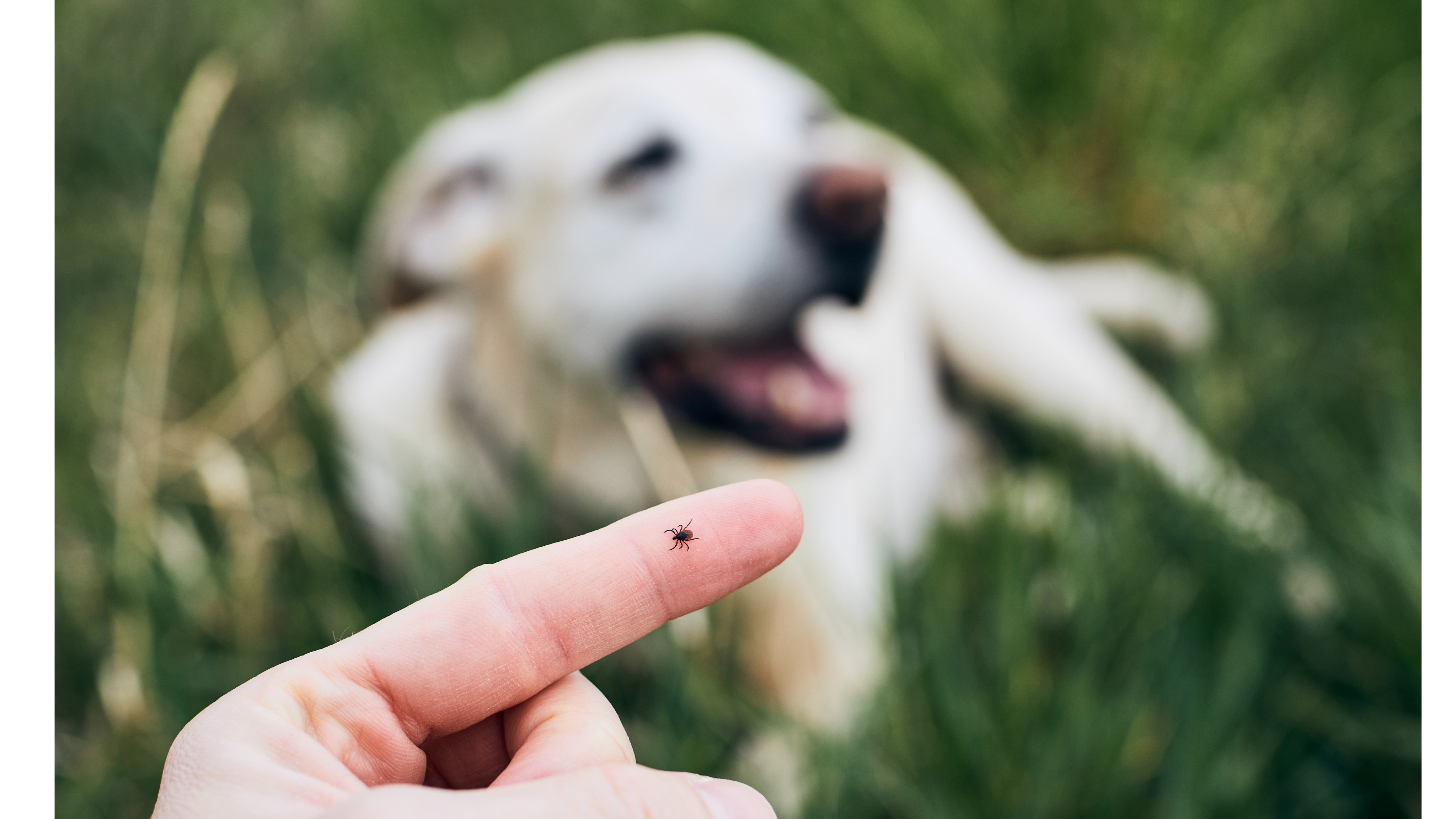 Dog Tick & Flea Treatment in India (2026)