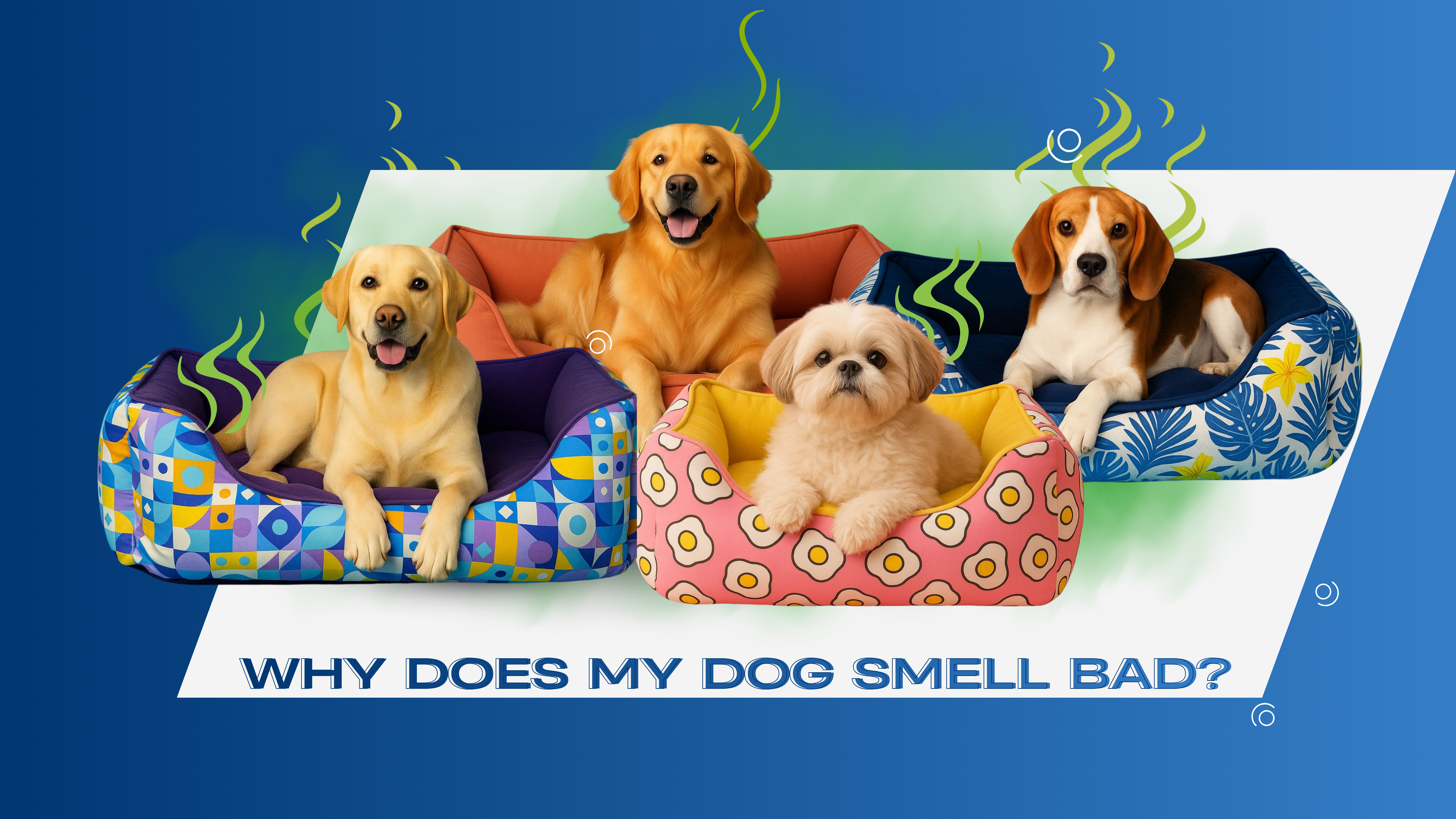 Why Does My Dog Smell Bad?
