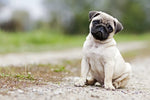pug dog puppy price in india