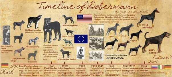 The International Dobermann Encyclopedia™