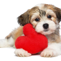 Cardiac Care For Dog