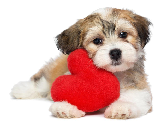 Cardiac Care For Dog