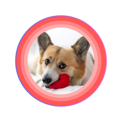 Cardiac Care For Dog