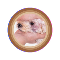 dog fungal skin infections