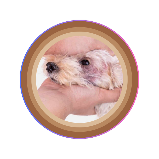 dog fungal skin infections