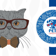 Pets Lifestyle Cats Food