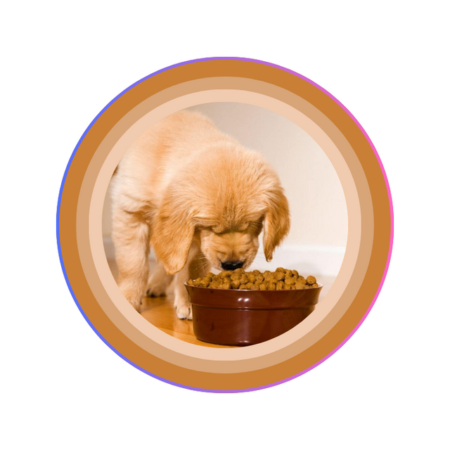 Puppy Food