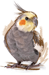 Cockateel