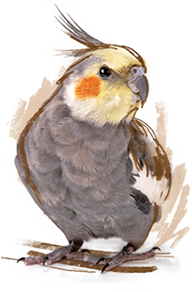Cockateel