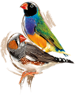 Zebra finch and exotic birds