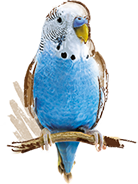 Budgie