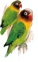 Lovebirds