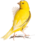 Canary
