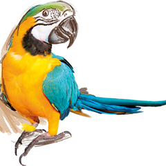 Parrots