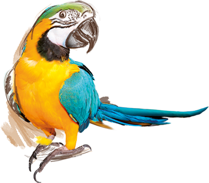 Parrots