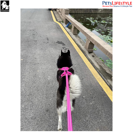 Truelove Mesh Padded Dog Leash (Fuchsia) Reflective Classic Series