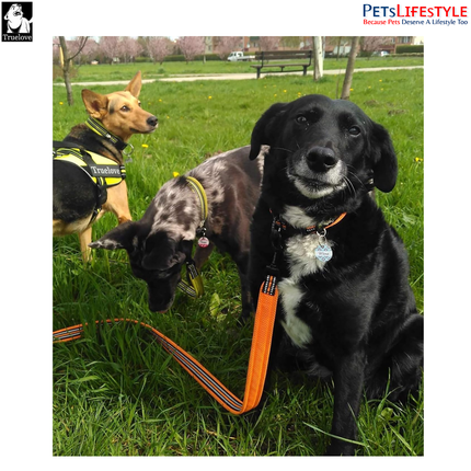 Truelove Mesh Padded Dog Leash (Orange) Reflective Classic Series