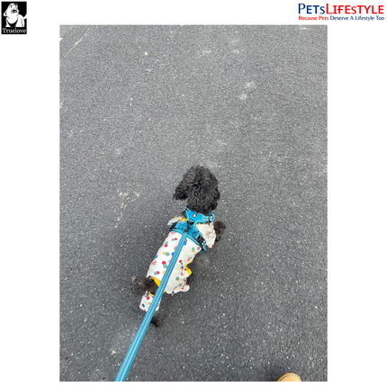 Truelove Mesh Padded Dog Leash – Reflective Classic Series