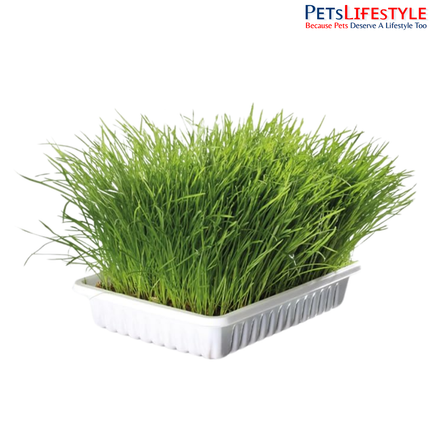 TRIXIE Cat Grass Seeds Barley Cat Grass Refill Bag – Natural Digestive Support  for Cats & Kittens