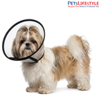 (No. 04) Pug to Shih Tzu