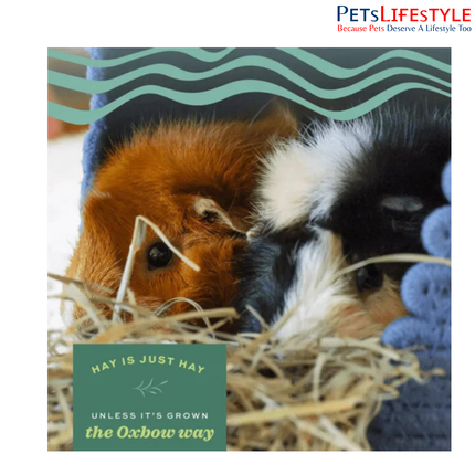 OXBOW Orchard Grass Hay 425g – Soft Aromatic High-Fiber Hay for Small Pets