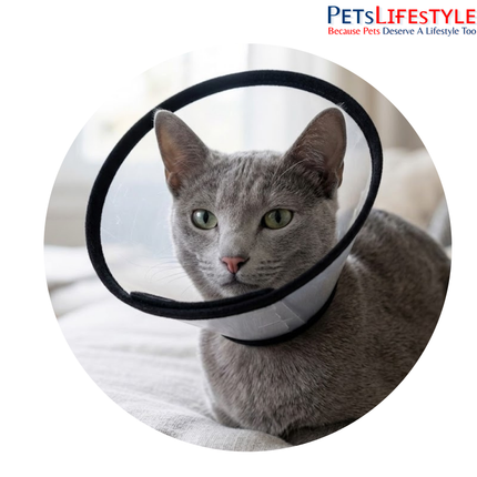 Elizabethan Collar for Dogs, Cats & Rabbits – Protective Recovery Cone (E-Collar)