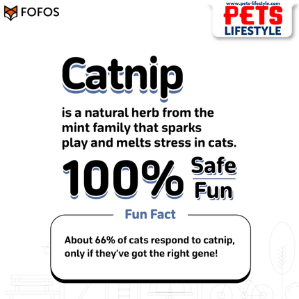 FOFOS Sardine Catnip Toy 3-Pack Fully Catnip-Filled, Multi-Texture Interactive Fish Toys