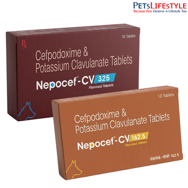 Nepocef-CV Tablets for Dogs – Advanced Antibiotic Support for Canine Pyoderma & Bacterial Infections