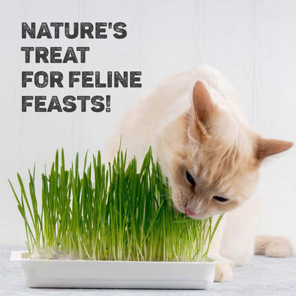 TRIXIE Cat Grass Seeds Barley Cat Grass Refill Bag – Natural Digestive Support  for Cats & Kittens