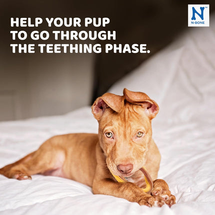 N-Bone Puppy Teething Ring Pumpkin Flavor – Soft Edible Puppy Teething Chew with DHA & Calcium | Low-Fat Dental Treat for Puppies