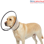 (No. 06) Indie Dog to Labrador