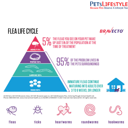 Infographic on flea life cycle with Bravecto branding