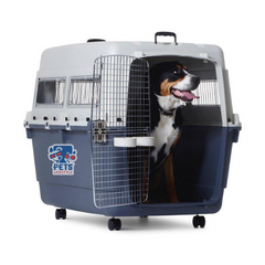 Canine Desk