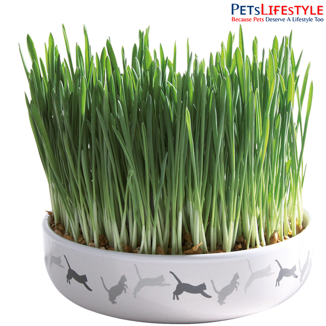 Trixie Ceramic Bowl with Grass for Cats