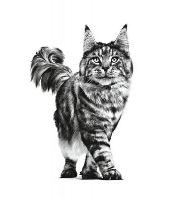 Royal Canin Veterinary Early Renal Cat Dry Food 400gm