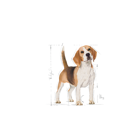 Royal Canin Beagle Adult Dry Dog Food