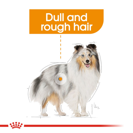 Royal Canin Coat Care Wet Dog Food