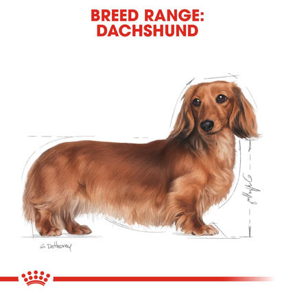 Royal Canin Dachshund Adult Wet Dog Food